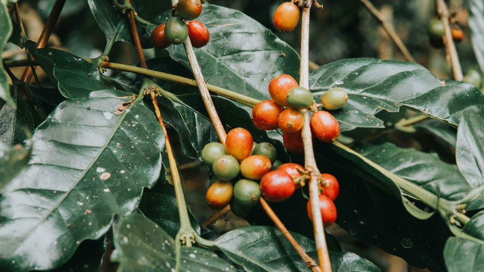 Coffee - From Early Beginnings to  Worldwide Trade